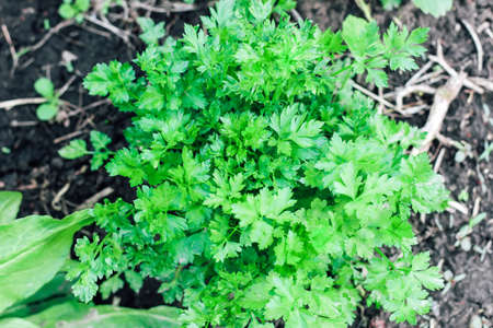 Young bushes of parsley. Useful plants in the garden.の写真素材