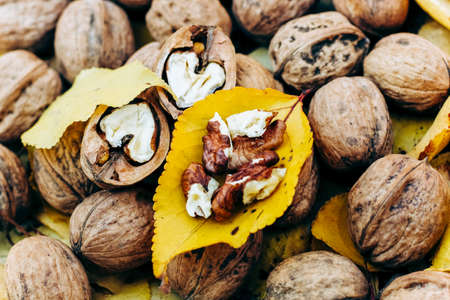 Walnuts on a background of yellow autumn leaves.の写真素材