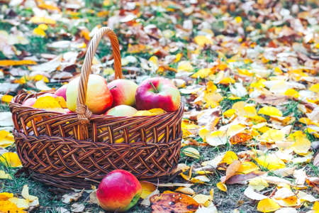 Autumn flatley. Apples with yellow leaves in a wicker eco basket.の写真素材