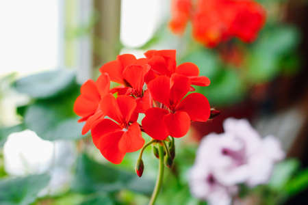 Pelargonium red close-up.の写真素材
