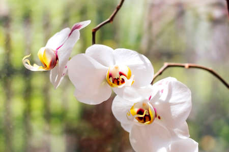 Close-up of a white orchid with a purple center.の写真素材