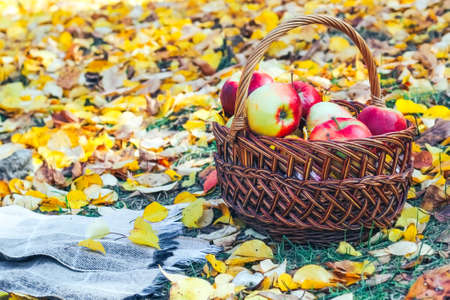 Red apples in a wicker basket with a plaid background of yellow autumn leaves.の写真素材