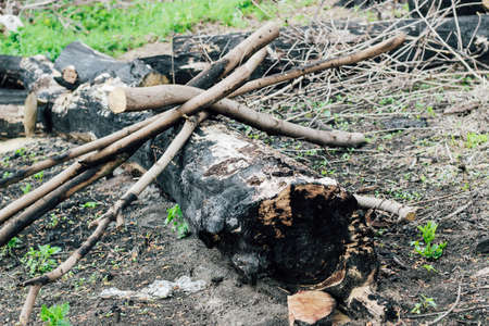 Burnt wood texture, coals. Consequences of a forest fire.の写真素材