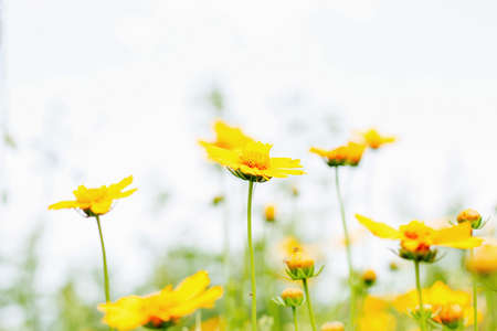 Garden flowers close up. Screensaver, desktop wallpapers.の写真素材