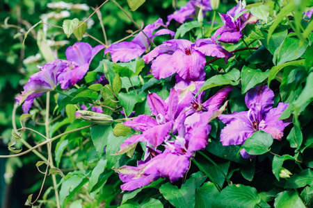 Blooming purple clematis flower. Perennial in the garden.の写真素材