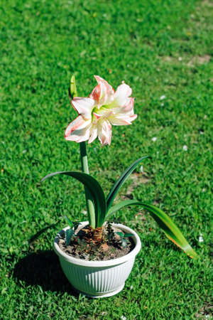 Hippeastrum aphrodite. Beautiful white-red flower in a pot in full growth.の写真素材
