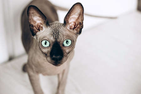 Portrait of a canadian sphinx with green eyes. Hairless hypoallergenic cat.の写真素材