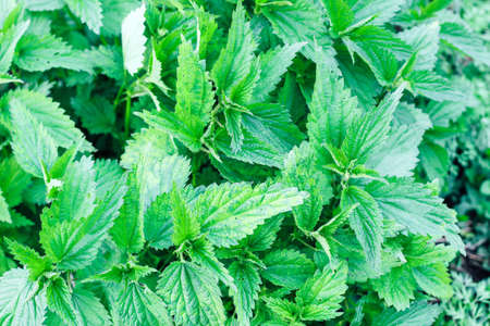 Nettle bushes with light spots of the diseaseの写真素材
