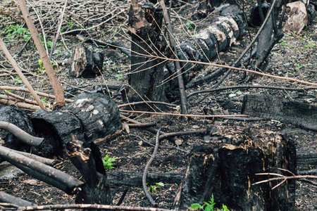 Burnt wood texture, coals. Consequences of a forest fire.の写真素材