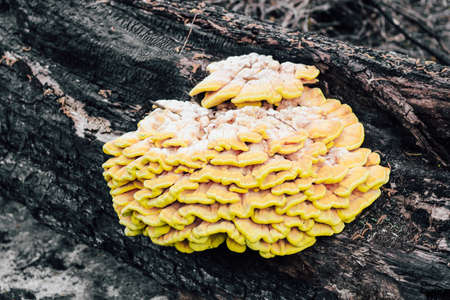 A huge yellow fungus-parasite Laetiporus sulphureus grew on a burnt tree.の写真素材