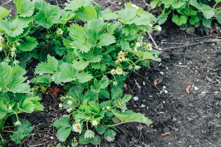 Blooming bushes of strawberries on the farm. Berry formation, flower pollination.の写真素材