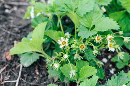 Blooming bushes of strawberries on the farm. Berry formation, flower pollination.の写真素材