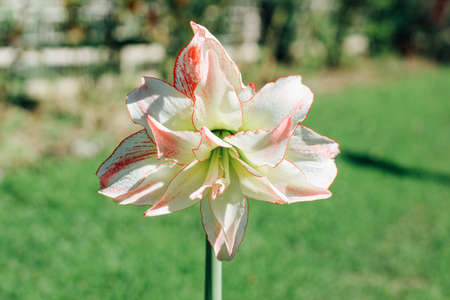 Hippeastrum aphrodite. Beautiful white-red flower close up.の写真素材