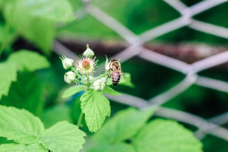 Blooming blackberry. Pollination of garden and forest berries close up.の写真素材
