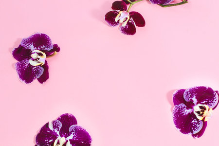 Purple orchids on a pink background. Space for text.の写真素材