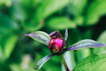 The Cantharidae beetles copulate on a peony bud. Reproduction of insects.の写真素材