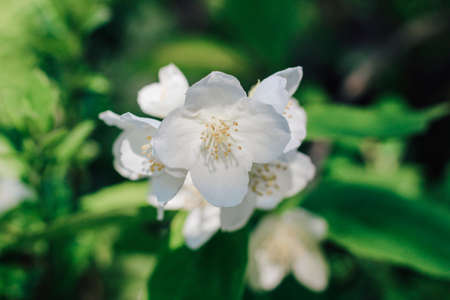 Blooming jasmine in the garden. white flowers close up.の写真素材