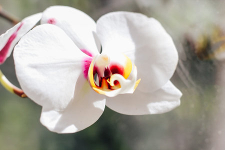 Close-up of a white orchid with a purple center.