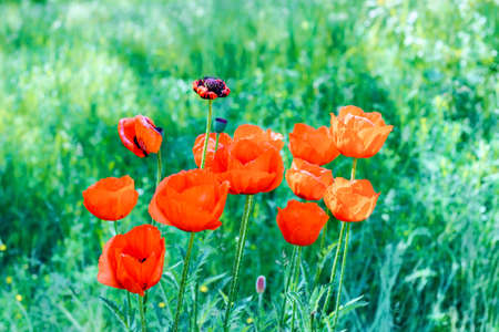 Red poppy with black center in the garden close up.の写真素材