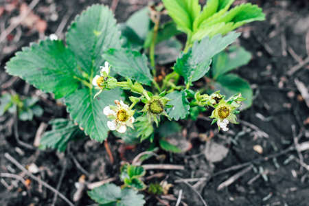 Blooming bushes of strawberries on the farm. Plant disease. Berry formation, flower pollinationの写真素材