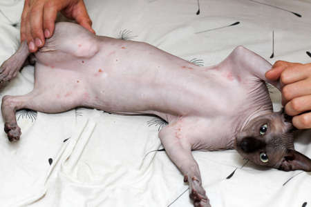A rash on a cat of the Canadian Sphynx breed. Dermatitis, food allergies. Treatment of skin blemishes.の写真素材