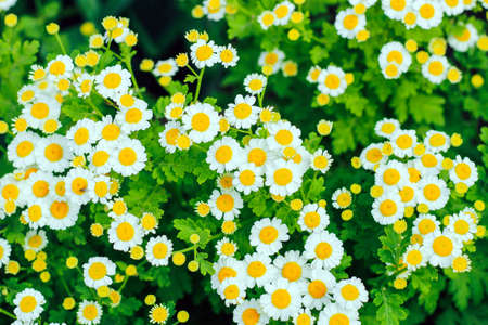 Blooming chamomile on a green background in the garden.の写真素材
