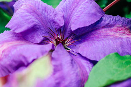 Blooming purple clematis flower. Perennial in the garden.の写真素材