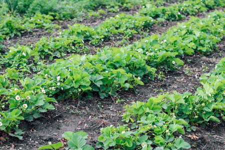 Rows of flowering strawberry bushes on a farm.の写真素材