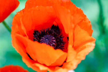 Red poppy with black center in the garden close up.の写真素材