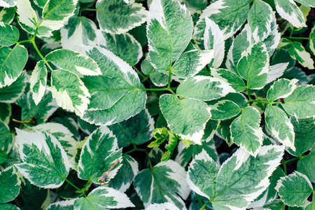 Greens with white streaks. Green leafy texture.の写真素材