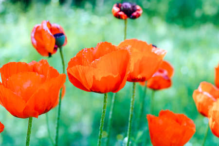 Red poppy with black center in the garden close up.の写真素材