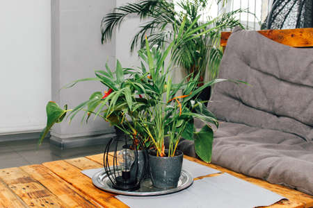 Flower arrangement in the interior. Flowerpots for home and office. Palm and Anthurium in design.の写真素材