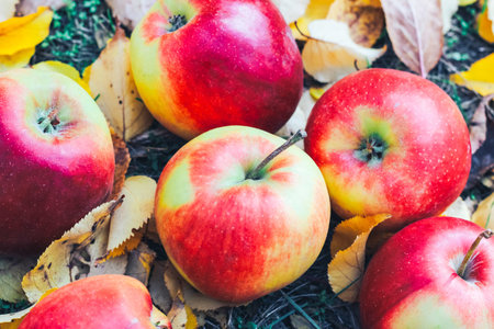 Red apples on a background of yellow autumn leaves.