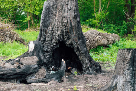 Burnt wood texture, coals. Consequences of a forest fire.の写真素材