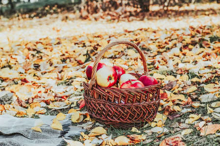 Red apples in a wicker basket with a plaid background of yellow autumn leaves.の写真素材