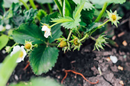Blooming bushes of strawberries on the farm. Plant disease. Berry formation, flower pollinationの写真素材