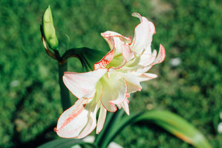 Hippeastrum aphrodite. Beautiful white-red flower close up.の写真素材