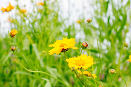 Garden flowers close up. Screensaver, desktop wallpapers.の写真素材
