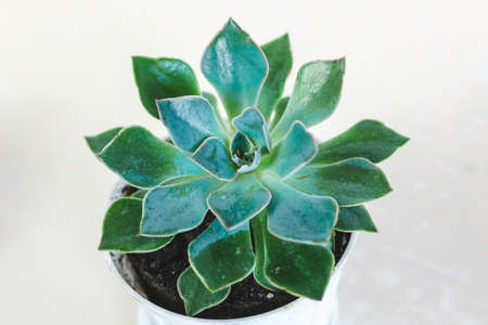 Echeveria succulent grown at home on white background.の写真素材