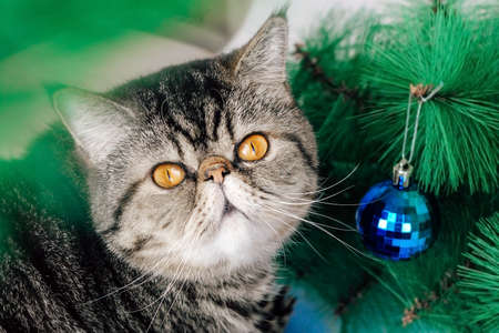 Exotic shorthair tabby cat on the background of a christmas tree with christmas toys balls.の写真素材