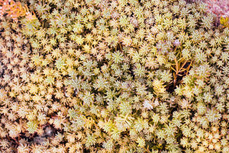 Carpet made of colorful succulents. Natural background, texture.の写真素材