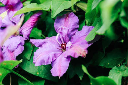 Blooming purple clematis flower. Perennial in the garden.の写真素材