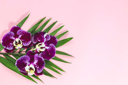 Purple orchids with greens on a pink background. Space for text.の写真素材