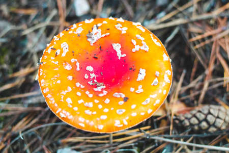 Poisonous mushroom amanita with a red cap in the forest. Fly agaric danger to mushroom pickersの写真素材