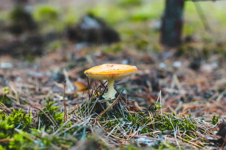 Old poisonous mushroom amanita with an orange cap in the forest. Fly agaric danger to mushroom...