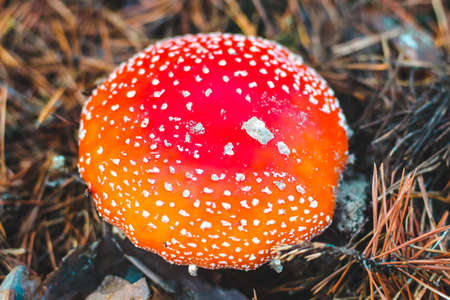 Poisonous mushroom amanita with a red cap in the forest. Fly agaric danger to mushroom pickersの写真素材