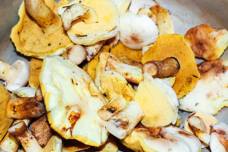 Harvested wild mushrooms Imleria badia, Leccinum, Suillus, peeled and ready to cook.の写真素材