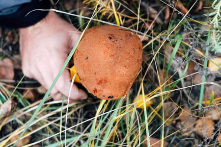 Leccinum aurantiacum mushroom, boletus. An edible mushroom grows in the autumn fox. Mushroom picker picking mushroomsの写真素材