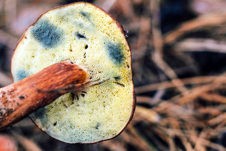 The underside of the mushroom cap Imleria badia of the Polish mushroom turns blue when pressed.の写真素材