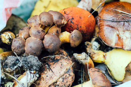 Collected forest mushrooms in a basket - Imleria badia, Leccinum, Suillus.の写真素材